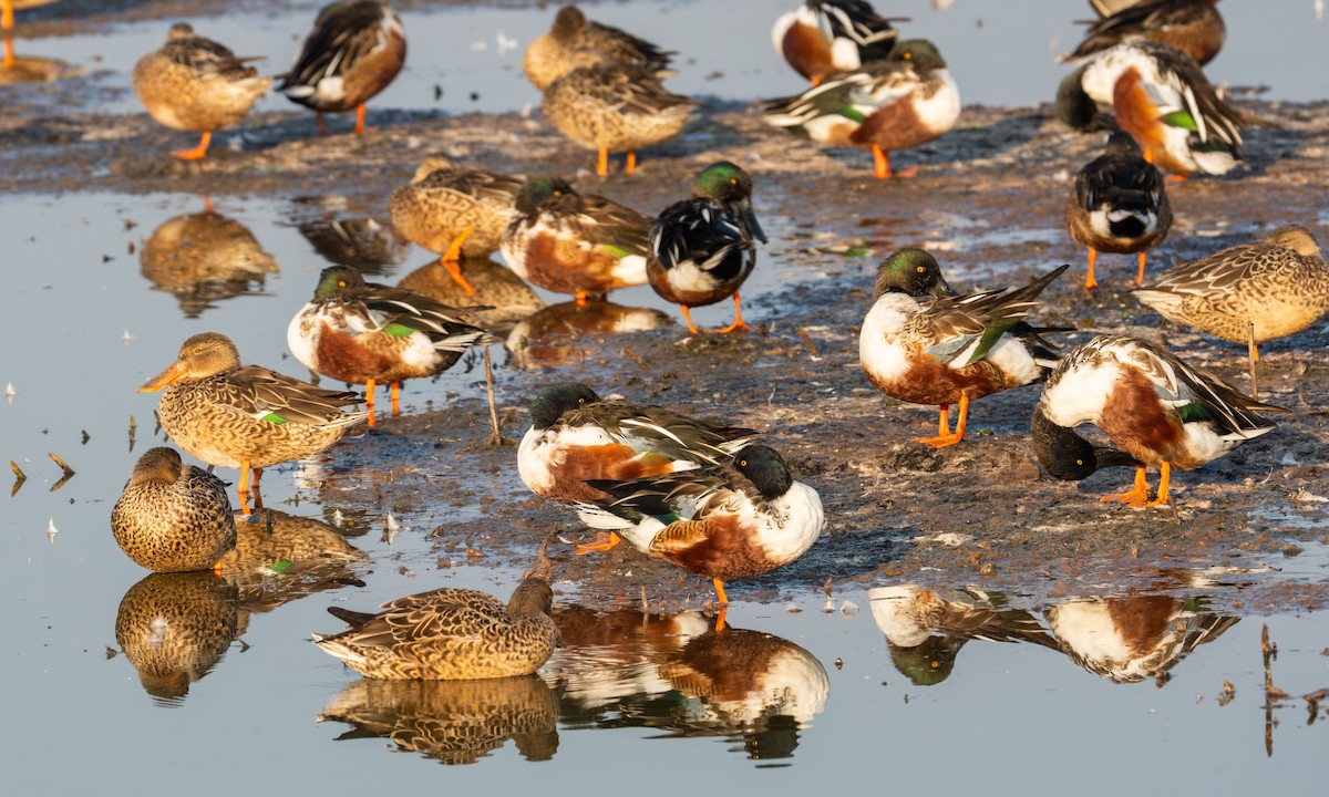 Northern Shoveler - ML647717915