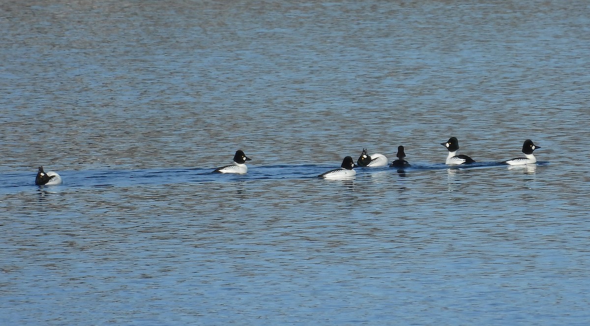 Common Goldeneye - ML647717916