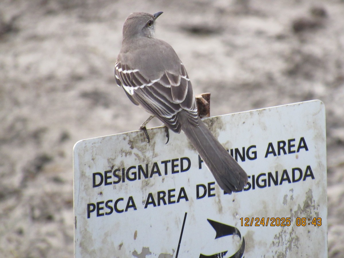 Sinsonte Norteño - ML647717934