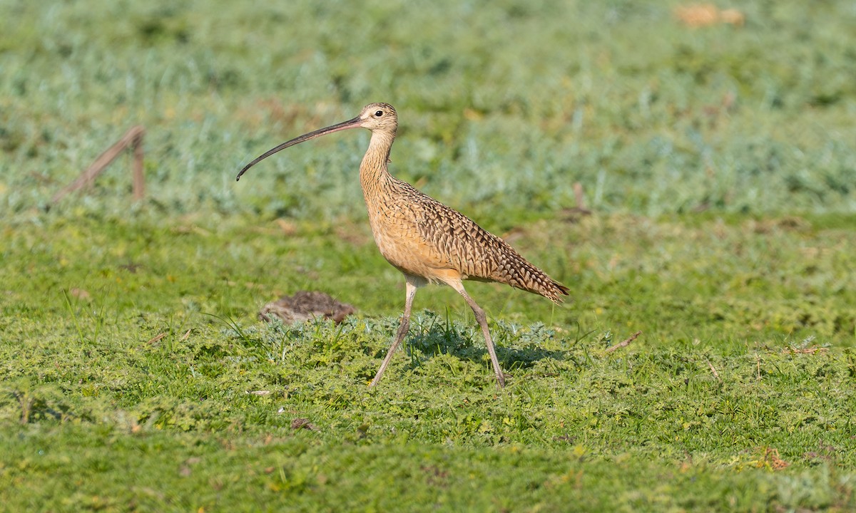 Кульон американський - ML647717941