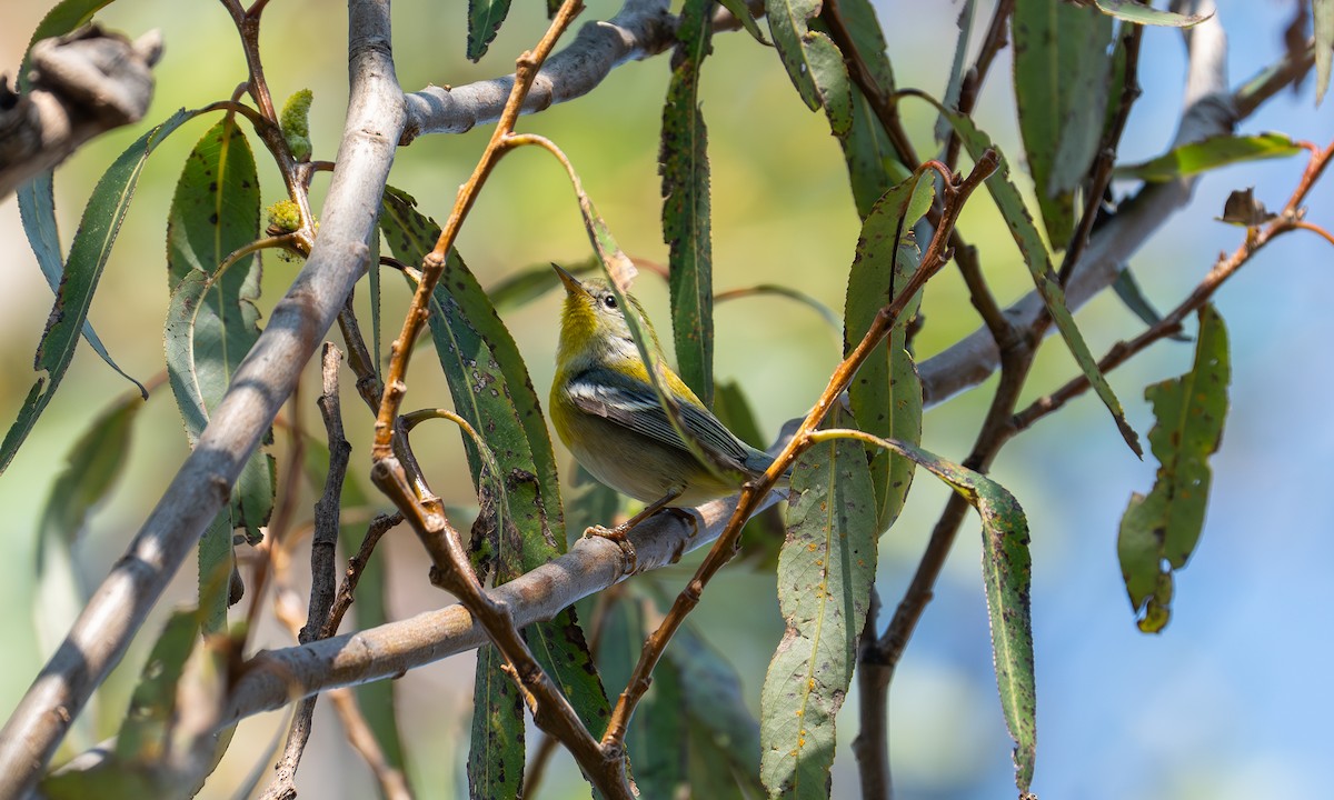 Northern Parula - ML647717959