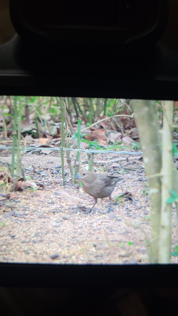 Brown-headed Cowbird - ML647717977