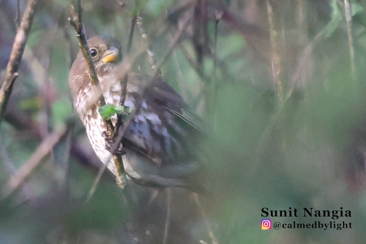 Fox Sparrow - ML647718011