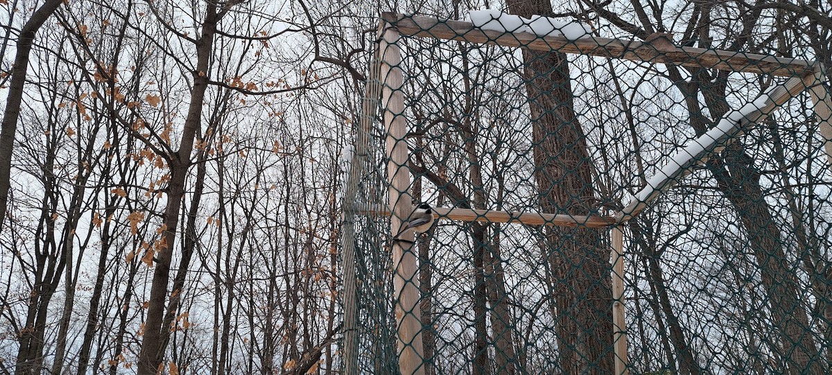 Black-capped Chickadee - ML647718057