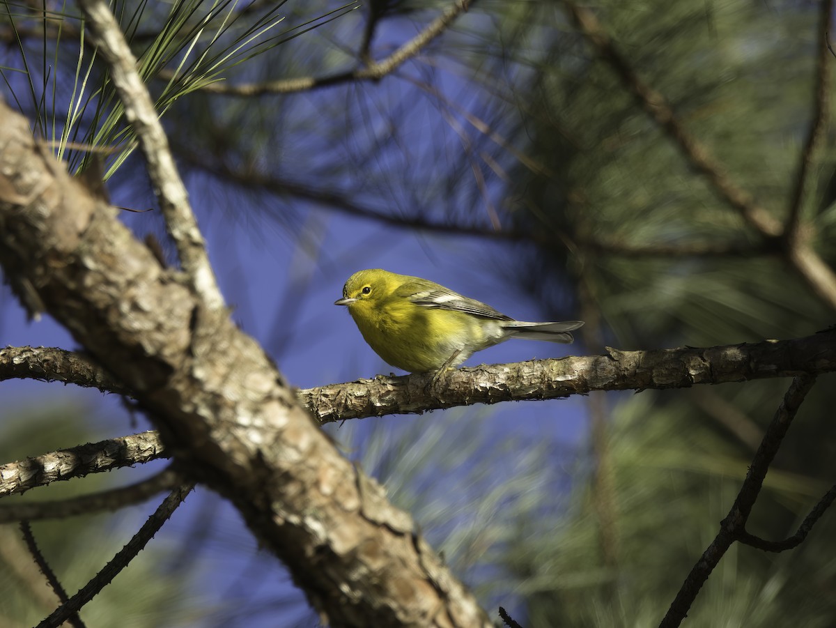 Kiefernwaldsänger - ML647718082