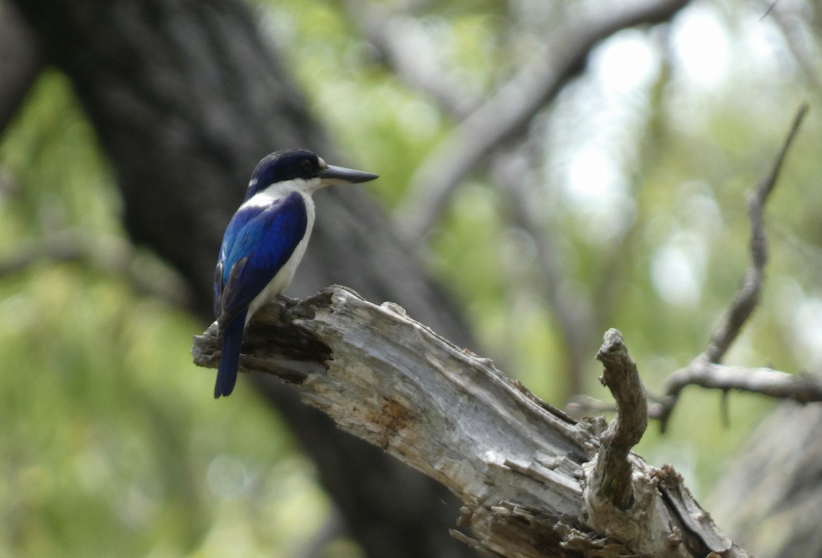 Forest Kingfisher - ML647718095