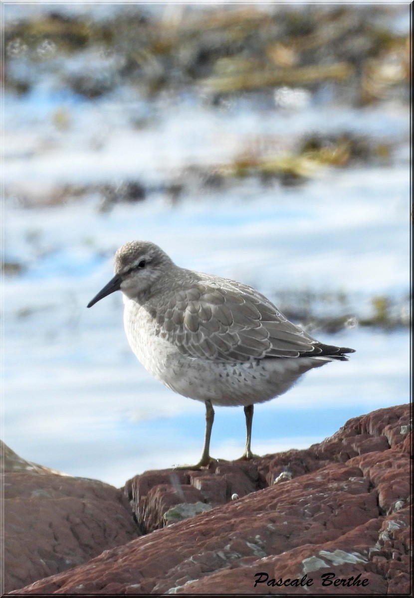 Bécasseau maubèche - ML647718099