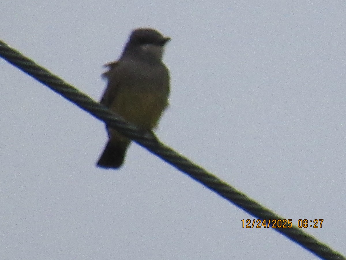 Tirano Gritón - ML647718112