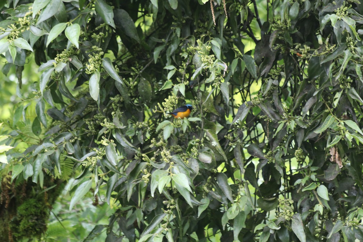 Elegant Euphonia - ML647718113