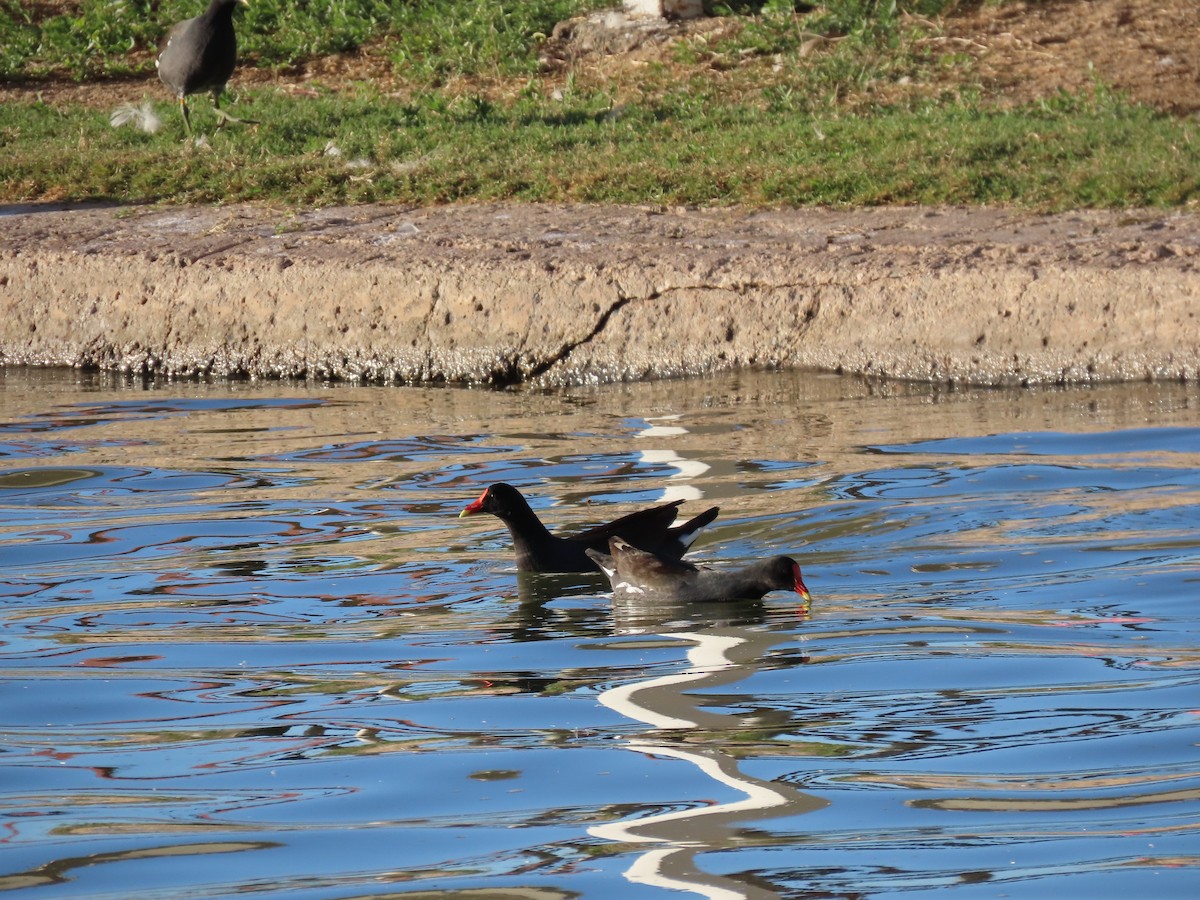 アメリカバン - ML647718120