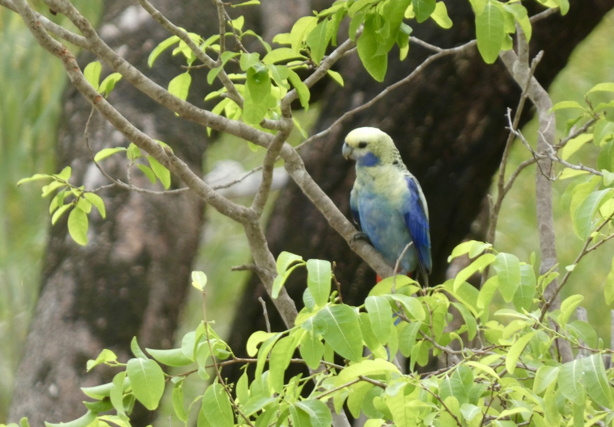Pale-headed Rosella - ML647718122