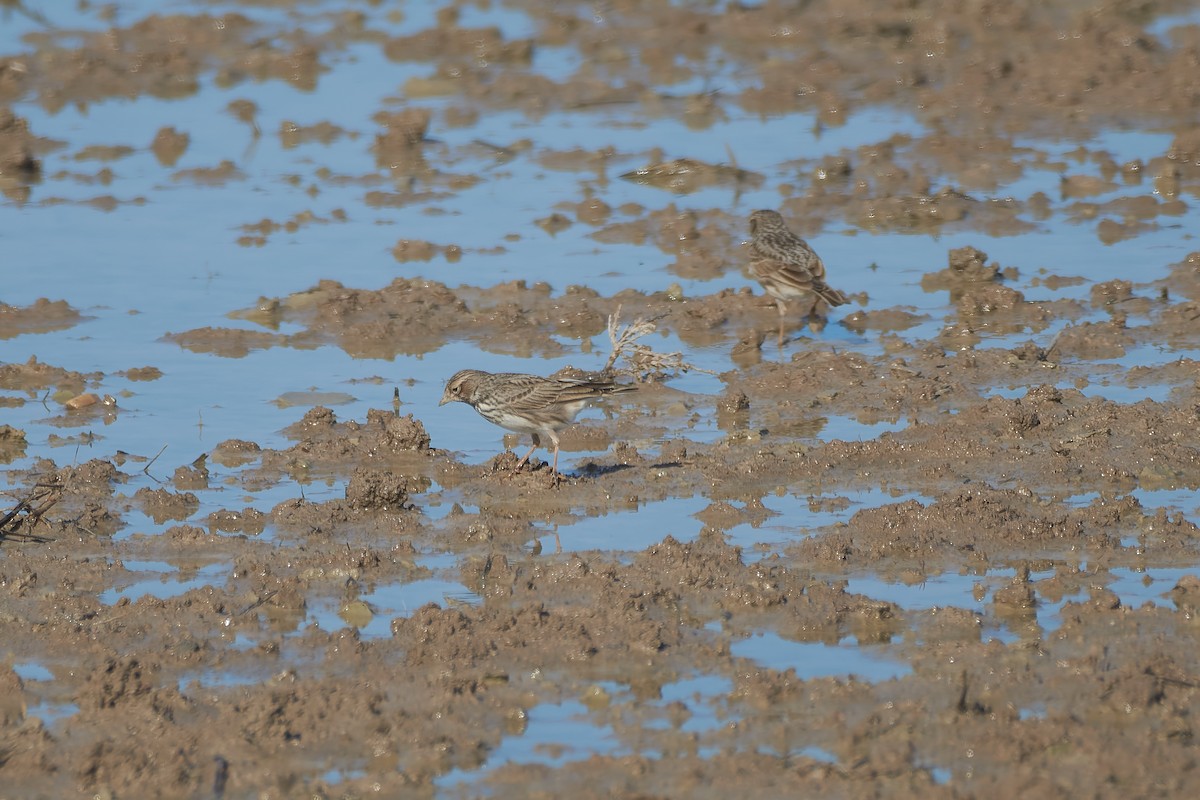 Серый жаворонок - ML647718150