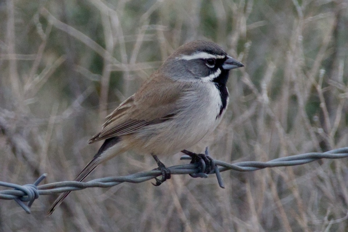 ノドグロヒメドリ - ML647718159