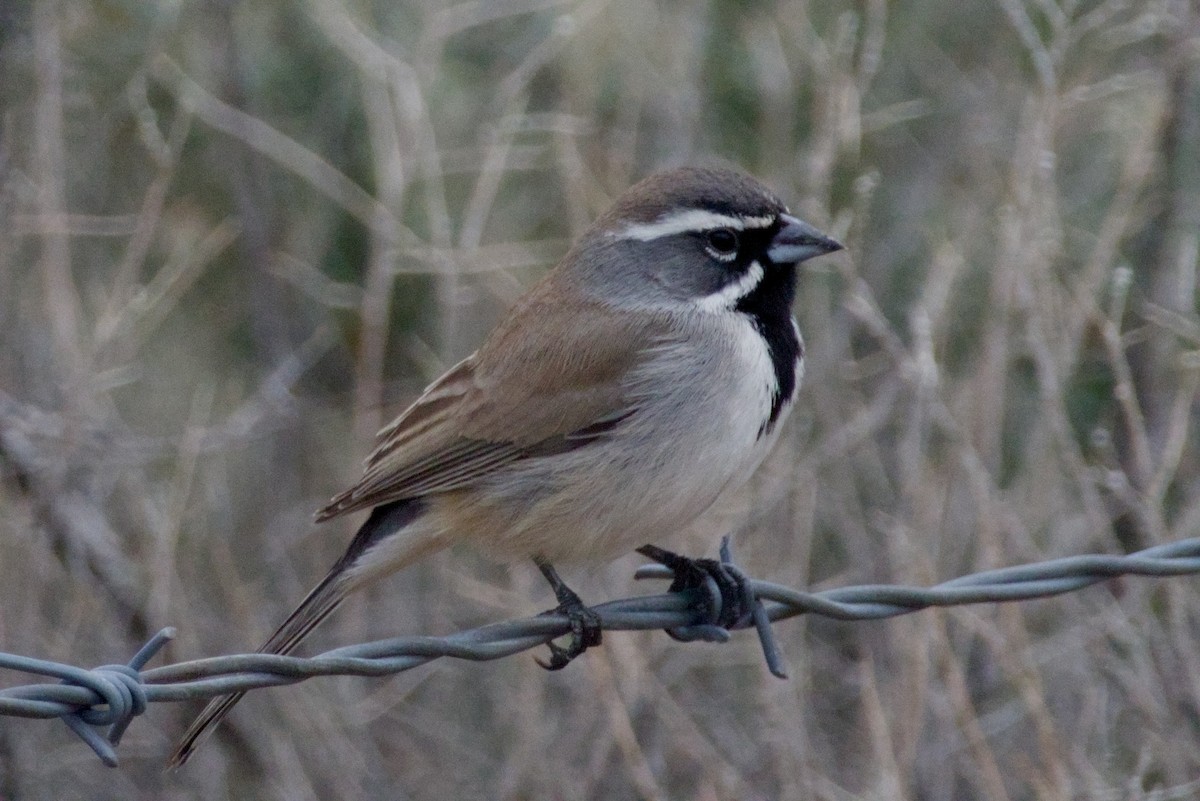 ノドグロヒメドリ - ML647718160