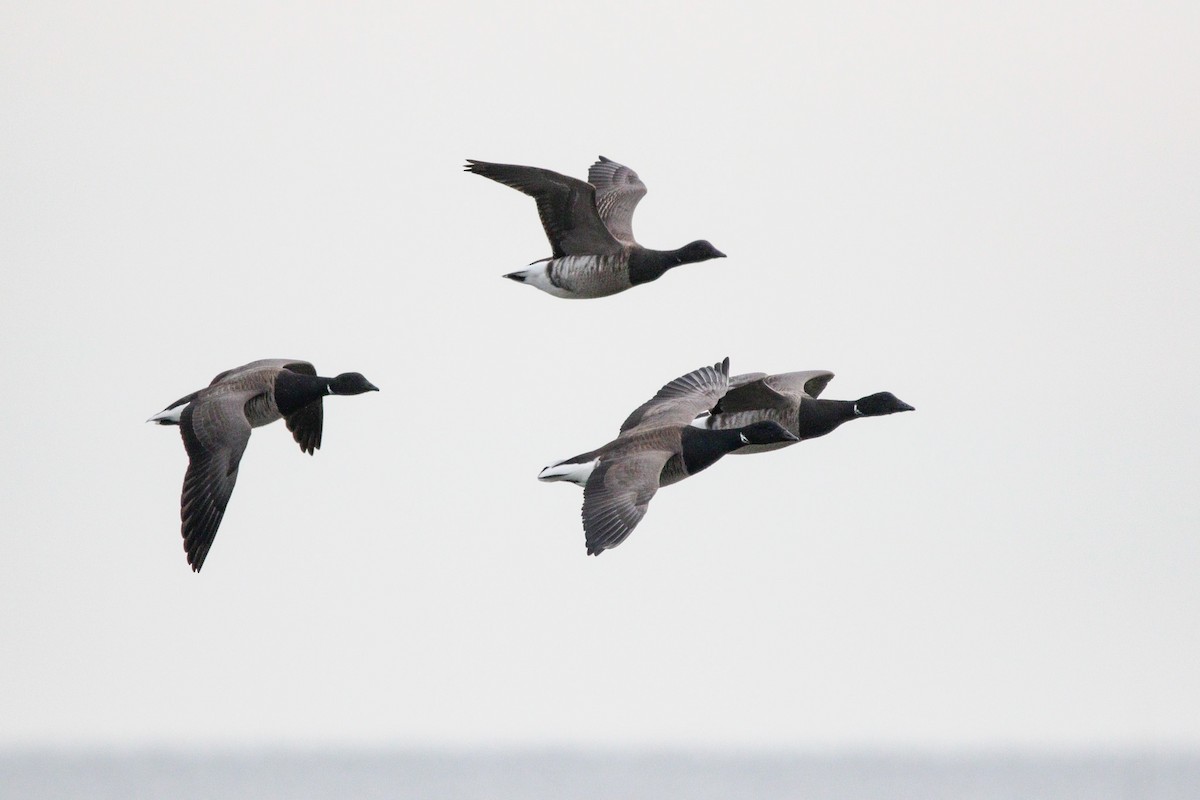 Brant - ML647718179