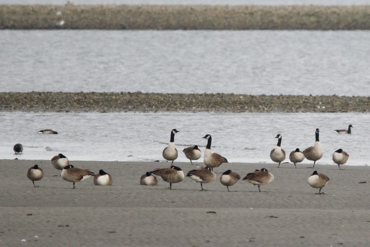 Canada Goose - ML647718181