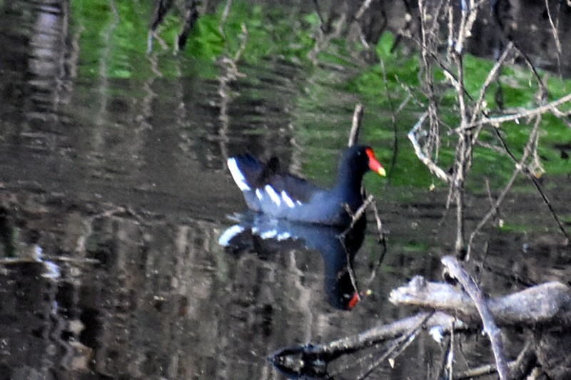 アメリカバン - ML647718189