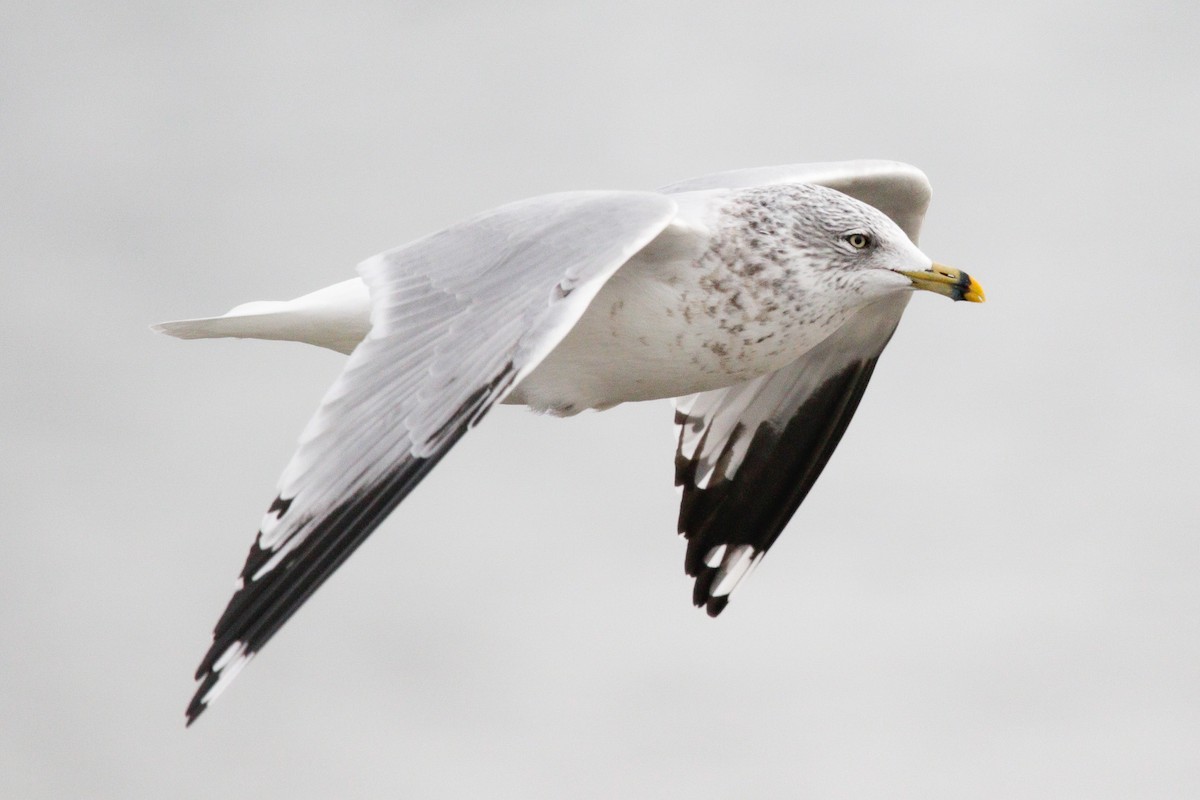 Ring-billed Gull - ML647718193