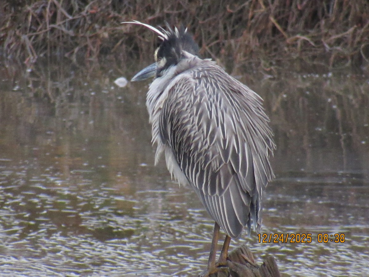 Martinete Coronado - ML647718195