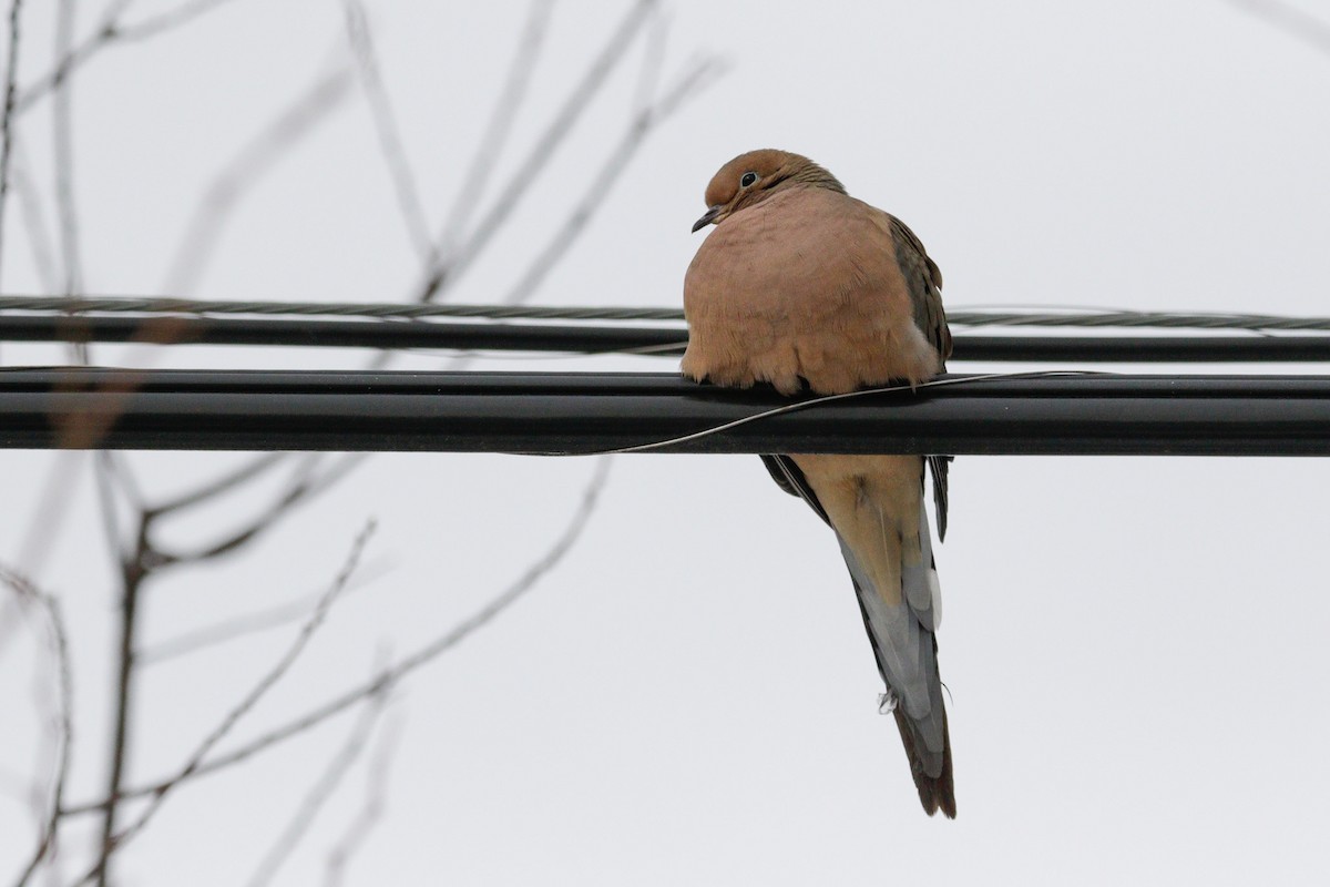 Mourning Dove - ML647718201