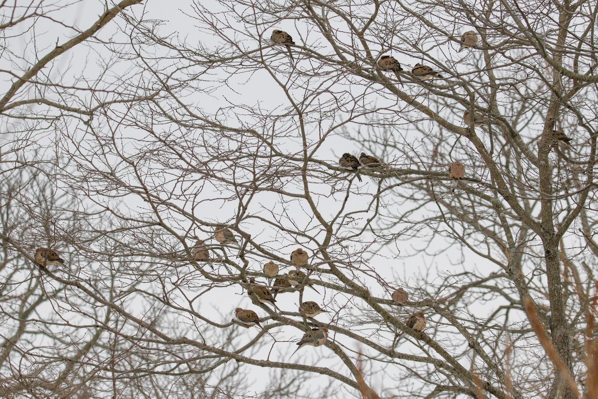 Mourning Dove - ML647718202