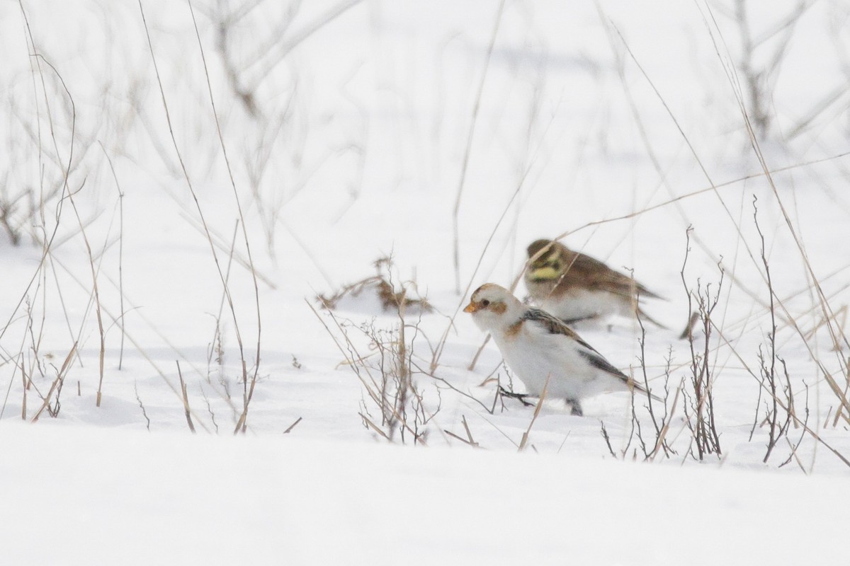 Snow Bunting - ML647718237