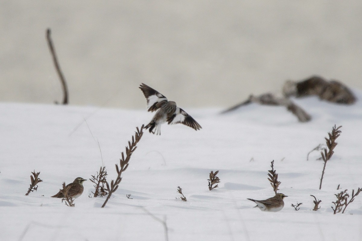 Snow Bunting - ML647718238