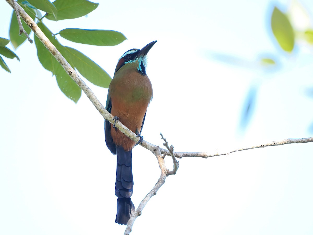 Момот рудочеревий - ML647718244