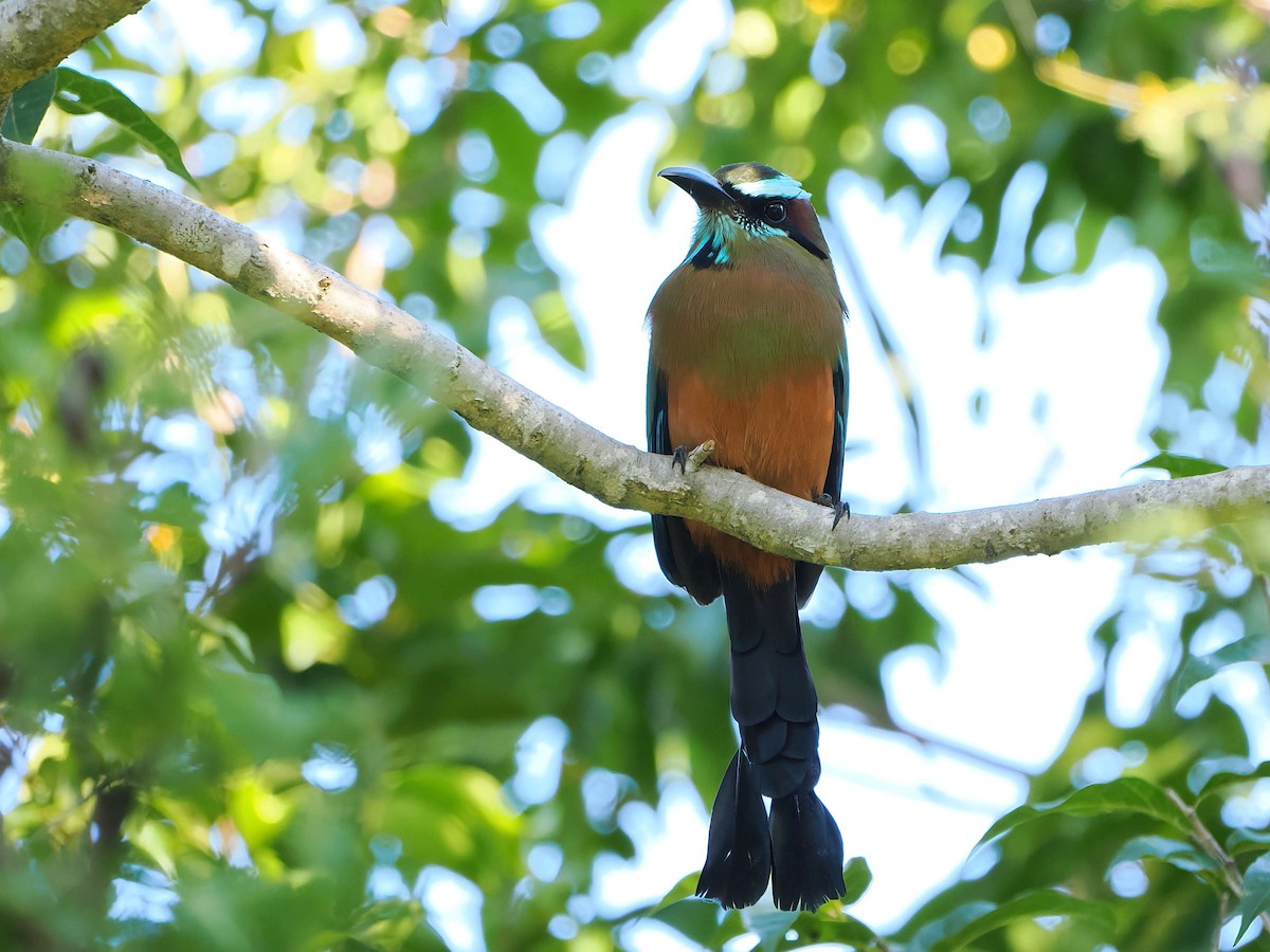 Момот рудочеревий - ML647718245