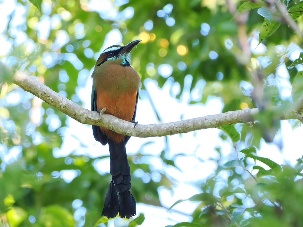 Момот рудочеревий - ML647718246