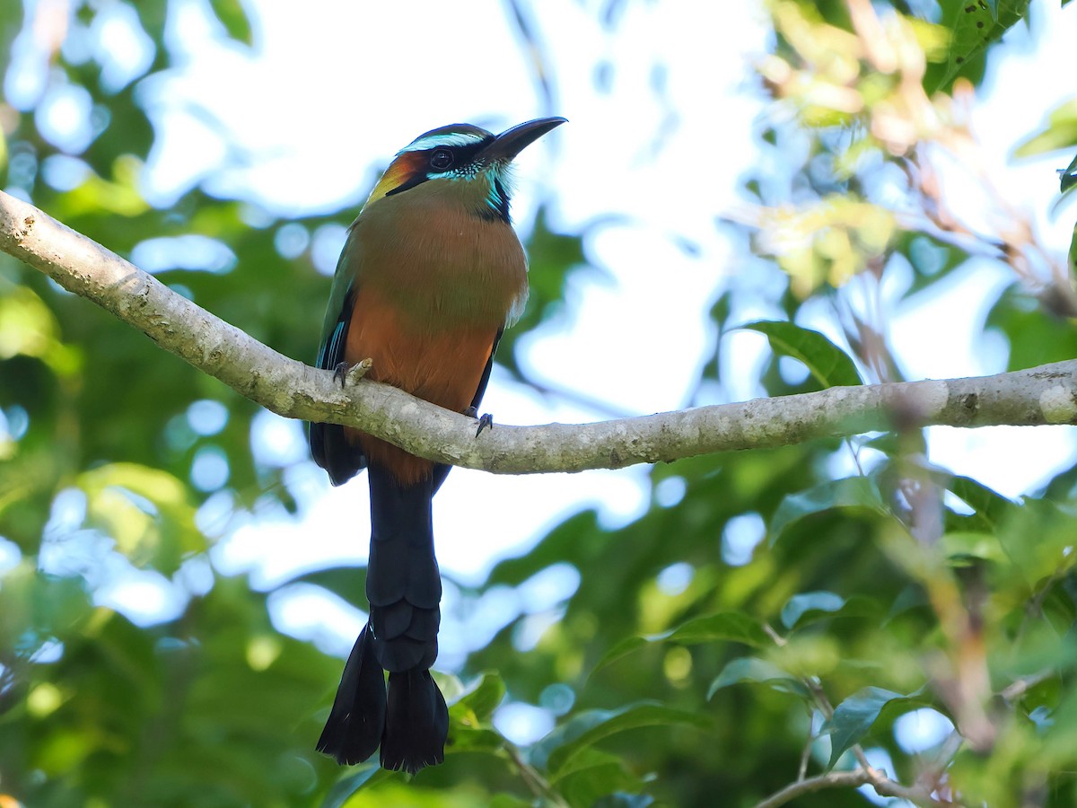 Момот рудочеревий - ML647718247