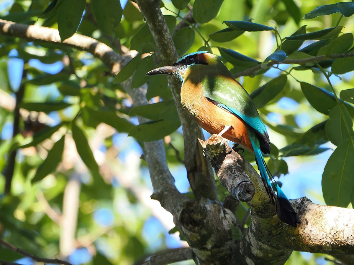 Момот рудочеревий - ML647718249