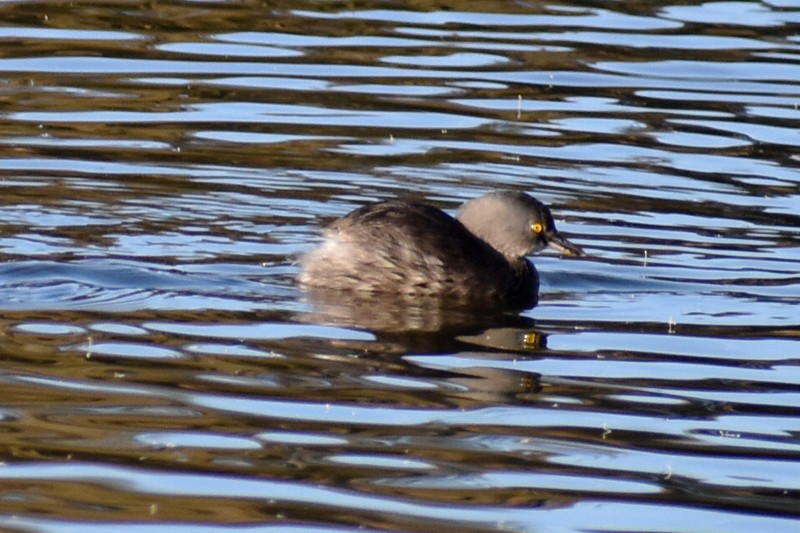 Amerika Küçük Batağanı - ML647718258