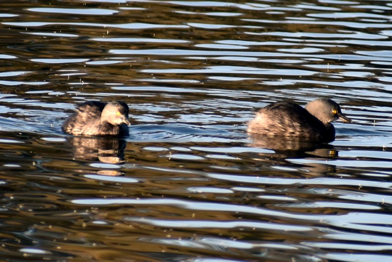 Amerika Küçük Batağanı - ML647718259