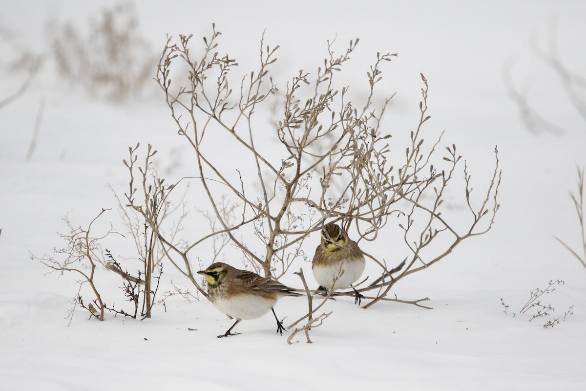 Horned Lark - ML647718260