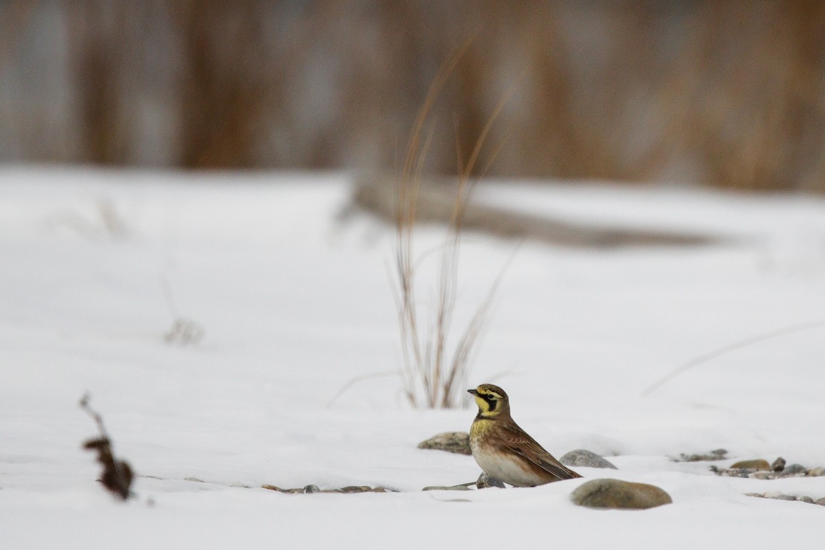 Horned Lark - ML647718261