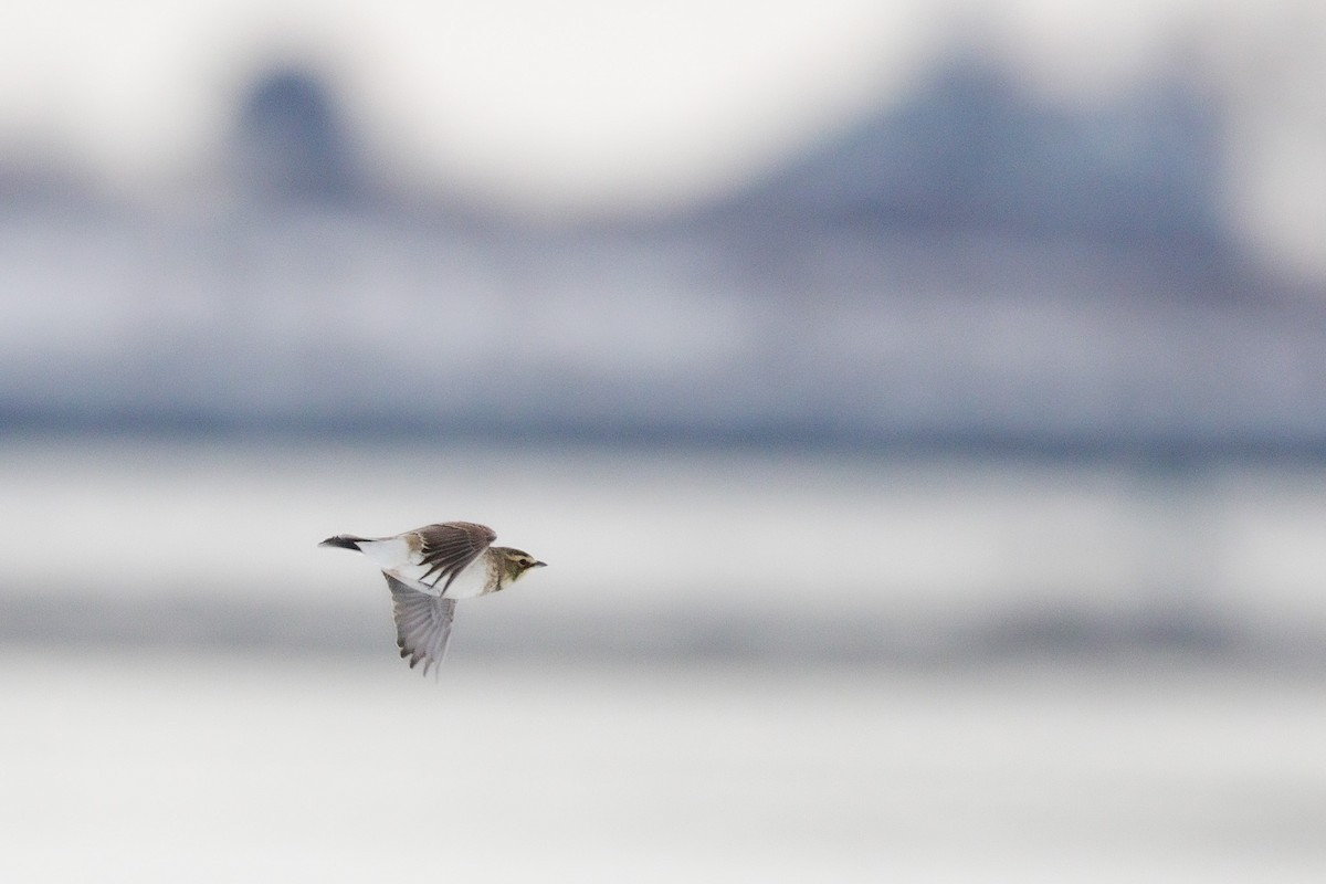 Horned Lark - ML647718262