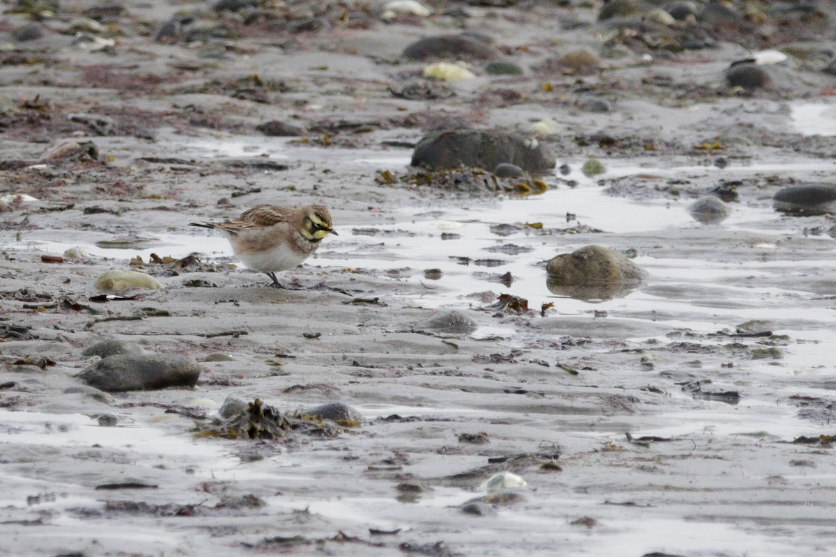 Horned Lark - ML647718263