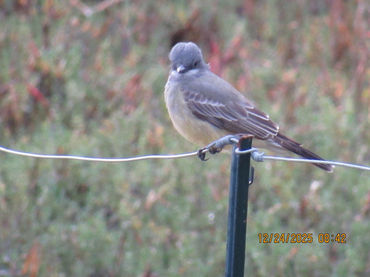 Tirano Gritón - ML647718267