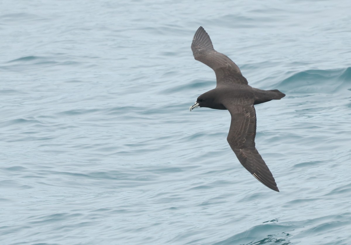 Beyaz Gıdılı Yelkovan - ML647718285