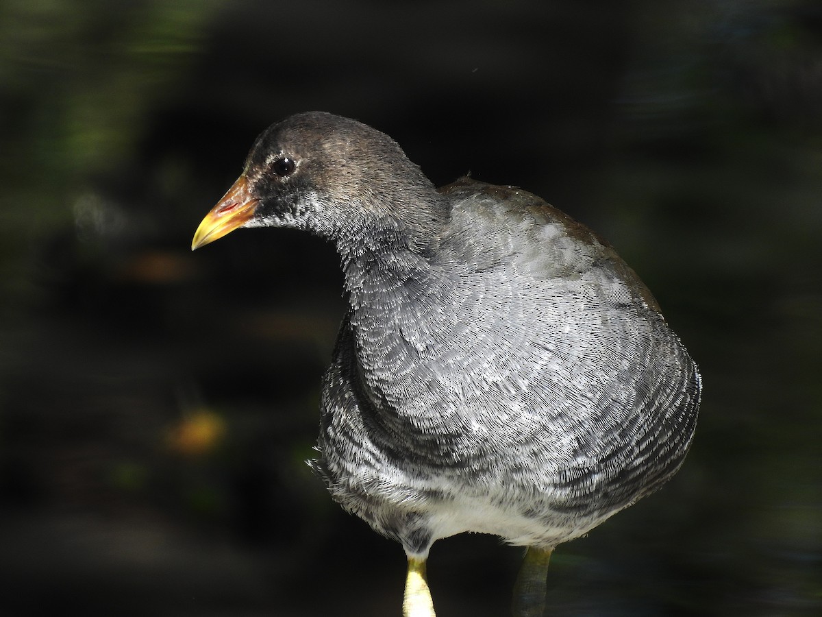 アメリカバン - ML647718288