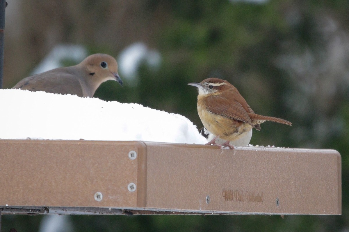 Carolina Wren - ML647718289