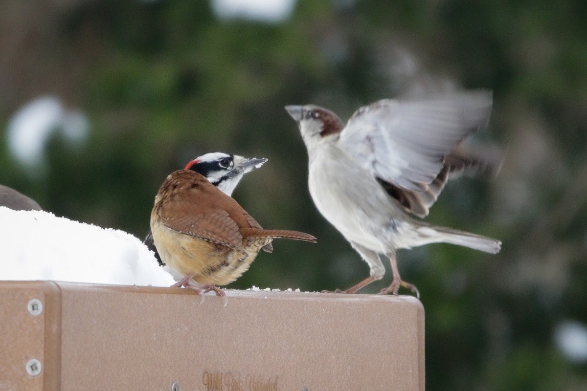 Downy Woodpecker - ML647718296