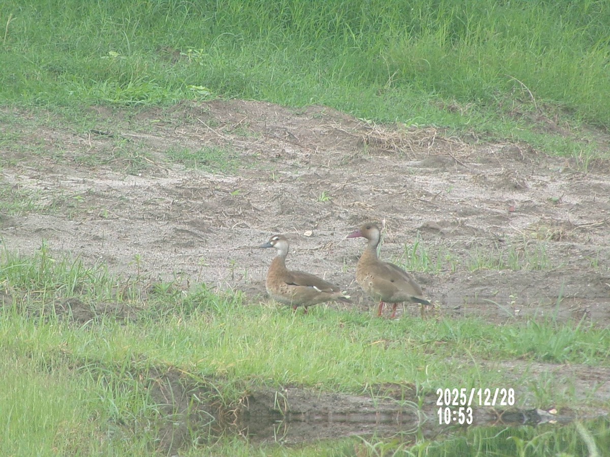 Brazilian Teal - ML647718301