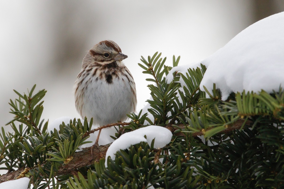 Song Sparrow - ML647718302