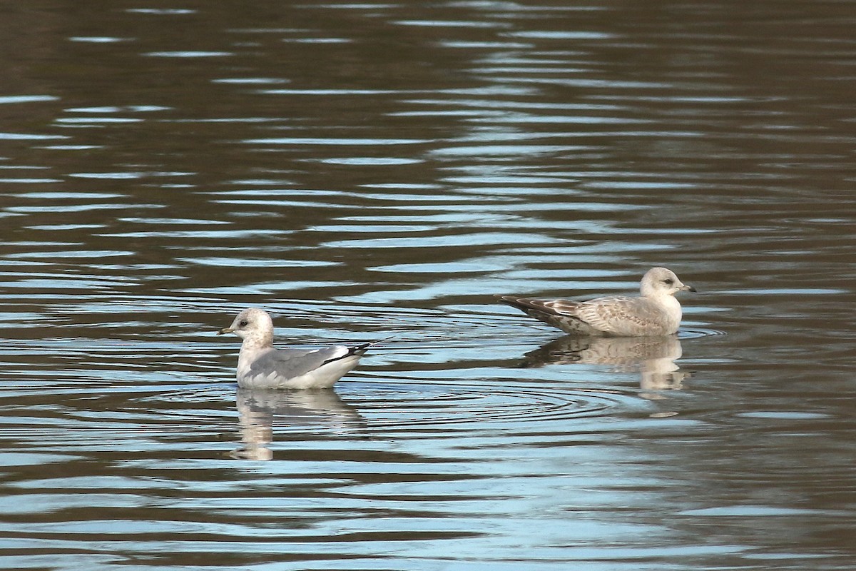 Gaviota de Alaska - ML647718305