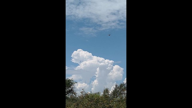 Grassland Yellow-Finch - ML647718307