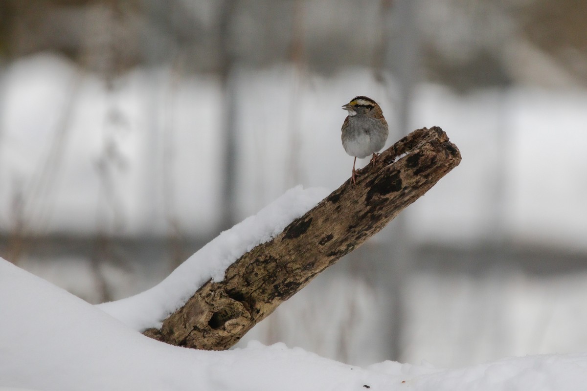 White-throated Sparrow - ML647718308