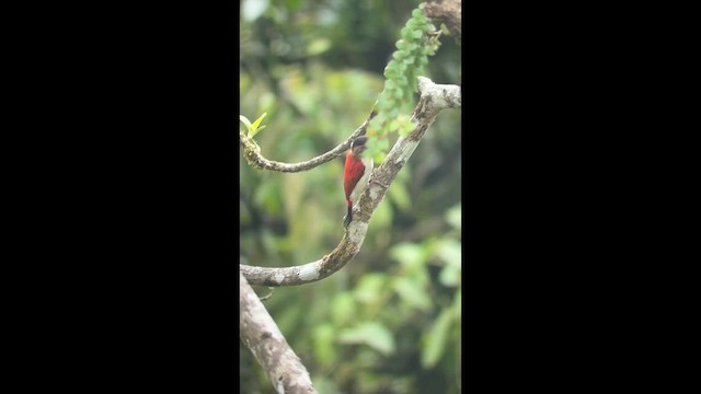 datel šarlatový - ML647718312