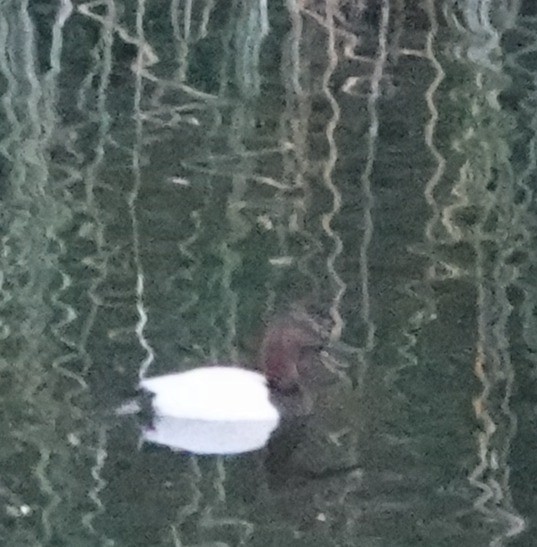 Fuligule à dos blanc - ML647718314